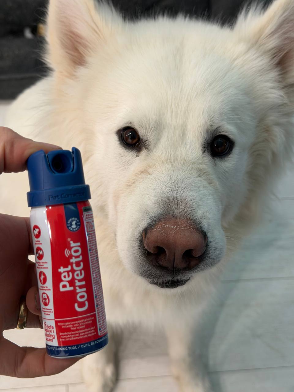 Pet Corrector Dog Trainer Review — Does It Actually Work?